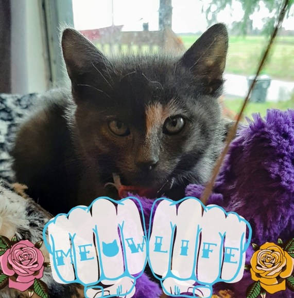 meowsquirrel